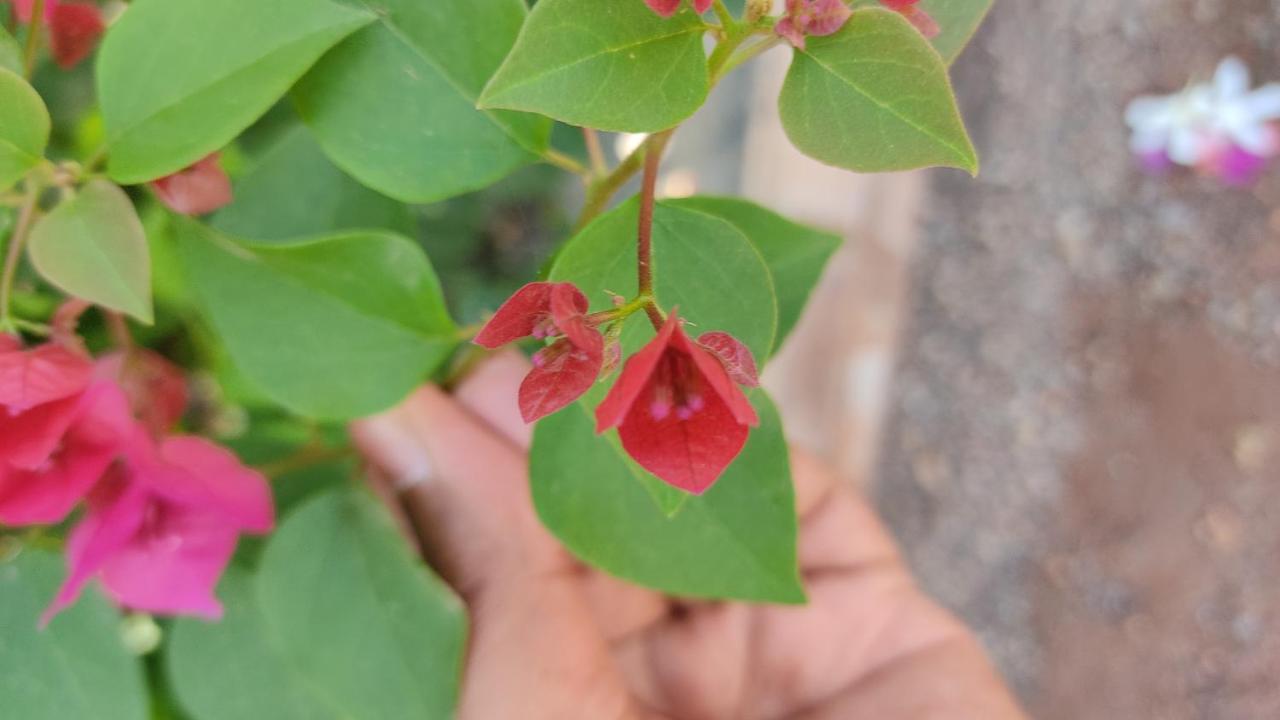 Kanthi Resorts Badami Bagalkot Екстер'єр фото